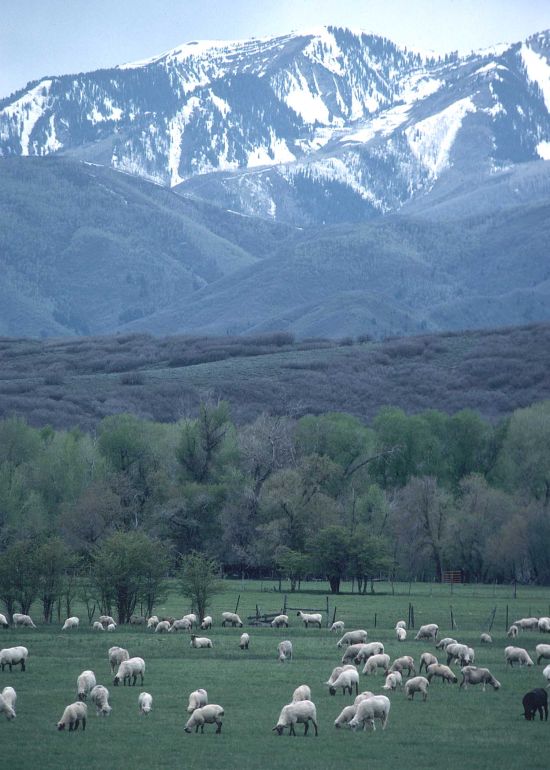 Sheep grazing on pasture in Heber Valley, Utah, USA. Photo by Ron Nichols (1992, http://photogallery.nrcs.usda.gov, NRCSUT03043), USDA Natural Resources Conservation Service (NRCS, http://www.nrcs.usda.gov), United States Department of Agriculture (USDA, http://www.usda.gov), Government of the United States of America (USA).
