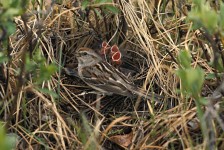 1. Tree Sparrow with Chicks. Photo Credit: Alaska Image Library (http://images.fws.gov, SPA-02), United States Fish and Wildlife Service (http://www.fws.gov), United States Department of the Interior (http://www.doi.gov), Government of the United States of America.
