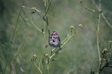 3. Song Sparrow. Photo Credit: Lee Karney, Washington DC Library (http://images.fws.gov, WO-Lee Karney-4421), United States Fish and Wildlife Service (http://www.fws.gov), United States Department of the Interior (http://www.doi.gov), Government of the United States of America.
