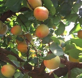 1. Fruit Tree with Apricots (Apache). Photo Credit: Craig Ledbetter (http://www.ars.usda.gov/is/graphics/photos, K10487-1), Agricultural Research Service (ARS, http://www.ars.usda.gov), United States Department of Agriculture (USDA, http://www.usda.gov), Government of the United States of America (USA).

