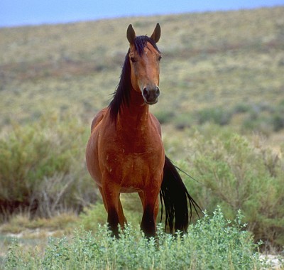 1. Wild Horse on the Range, Rock Springs Field Office, State of Wyoming, USA. Photo Credit: Jerry Sintz (July 2001, http://www.photos.blm.gov,  Rock Springs Field Office, Wyoming, USA), Bureau of Land Management (BLM, http://www.blm.gov), United States Department of the Interior, (http://www.doi.gov), Government of the United States of America (USA).
