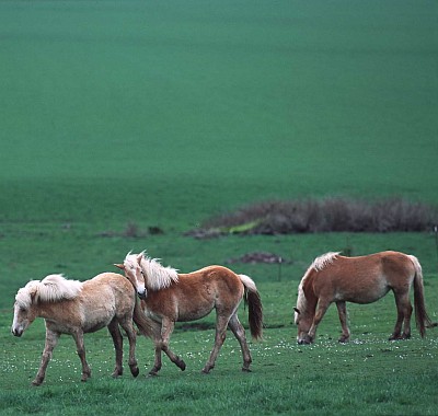4. Horses at Play in Linn County, State of Oregon, USA. Photo Credit: Ron Nichols (2002, http://photogallery.nrcs.usda.gov, NRCSOR02015), USDA Natural Resources Conservation Service (NRCS, http://www.nrcs.usda.gov), United States Department of Agriculture (USDA, http://www.usda.gov), Government of the United States of America (USA).

