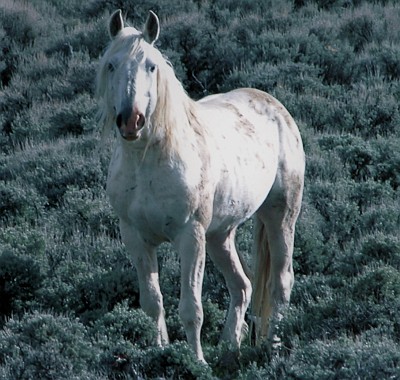 5. Wild Horse on the Wyoming Range, State of Wyoming, USA. Photo Credit: Marcella Bodner, National Wild Horse and Burro Program (http://www.WildHorseAndBurro.blm.gov, http://www.WildHorseAndBurro.blm.gov/photo_gallery), Bureau of Land Management (BLM, http://www.blm.gov), United States Department of the Interior, (http://www.doi.gov), Government of the United States of America (USA).
