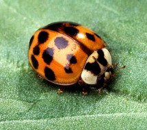 1. Asian Multicolored Lady Beetle, Harmonia axyridis. Photo Credit: Scott Bauer (http://www.ars.usda.gov/is/graphics/photos, K7033-20), Agricultural Research Service (ARS, http://www.ars.usda.gov), United States Department of Agriculture (USDA, http://www.usda.gov), Government of the United States of America (USA).