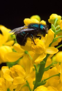 2. Osmia ribifloris, Blue Blueberry Bee, on a Barberry Flower. Photo Credit: Jack Dykinga (http://www.ars.usda.gov/is/graphics/photos, K5400-1), Agricultural Research Service (ARS, http://www.ars.usda.gov), United States Department of Agriculture (USDA, http://www.usda.gov), Government of the United States of America (USA).