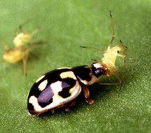 3. A P-14 Lady Beetle Eats a Pea Aphid. Photo Credit: Scott Bauer (http://www.ars.usda.gov/is/graphics/photos, K5812-17), Agricultural Research Service (ARS, http://www.ars.usda.gov), United States Department of Agriculture (USDA, http://www.usda.gov), Government of the United States of America (USA).