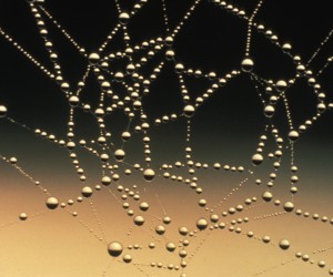 5. Spider Web Covered with Dew Drops. Photo Credit: WV-7408-Spiderwebs, National Conservation Training Center (NCTC) Image Library, United States Fish and Wildlife Service Digital Library System (http://images.fws.gov), United States Fish and Wildlife Service (http://www.fws.gov), United States Department of the Interior (http://www.doi.gov), Government of the United States of America (USA).