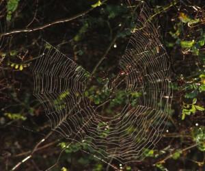 4. Spider Weaving a Web in the Muscatatuck National Wildife Refuge, USA. Photo Credit: Phyllis Cooper (WV-10661-Spiderwebs), National Conservation Training Center (NCTC) Image Library, United States Fish and Wildlife Service Digital Library System (http://images.fws.gov), United States Fish and Wildlife Service (http://www.fws.gov), United States Department of the Interior (http://www.doi.gov), Government of the United States of America (USA).