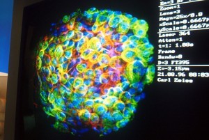 2. Swine Embryo Examined With a Confocal Microscope. Photo Credit: Keith Weller (http://www.ars.usda.gov/is/graphics/photos, K7972-1), Agricultural Research Service (ARS, http://www.ars.usda.gov), United States Department of Agriculture (USDA, http://www.usda.gov), Government of the United States of America (USA).