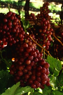 1. Flame Seedless Grapes on the Vine. Photo Credit: Patrick Tregenza (http://www.ars.usda.gov/is/graphics/photos, K5632-3), Agricultural Research Service (ARS, http://www.ars.usda.gov), United States Department of Agriculture (USDA, http://www.usda.gov), Government of the United States of America (USA).