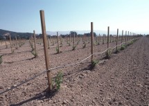 2. Young Grape Vines in Imperial Valley, State of California, USA. Photo Credit: Tim McCabe (1982, http://photogallery.nrcs.usda.gov, NRCSCA82008), USDA Natural Resources Conservation Service (NRCS, http://www.nrcs.usda.gov), United States Department of Agriculture (USDA, http://www.usda.gov), Government of the United States of America (USA).