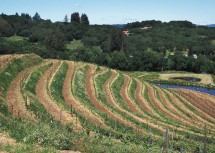 3. Hillside Vineyard Terraces in Sonoma County, State of California, USA. Photo Credit: Lynn Betts (2000, http://photogallery.nrcs.usda.gov, NRCSCA00024), USDA Natural Resources Conservation Service (NRCS, http://www.nrcs.usda.gov), United States Department of Agriculture (USDA, http://www.usda.gov), Government of the United States of America (USA).