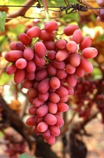 4. Crimson Seedless Grapes on the Vine. Photo Credit: Bob Nichols (http://www.ars.usda.gov/is/graphics/photos, K7721-3), Agricultural Research Service (ARS, http://www.ars.usda.gov), United States Department of Agriculture (USDA, http://www.usda.gov), Government of the United States of America (USA).