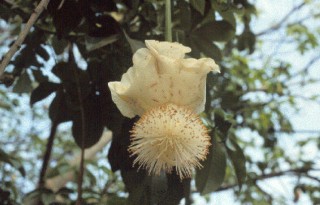 1. Flower on the Baobab Tree (Adansonia digitata), Republique du Senegal - Republic of Senegal, West Africa. Photo Credit: USAID/Senegal West-Central Agricultural Domain (Adansonia digitata, http://edcintl.cr.usgs.gov/senegal2/sine.html), USGS EROS Data Center International Program (http://edcintl.cr.usgs.gov), United States Geological Survey (USGS, http://www.usgs.gov), United States Department of the Interior (http://www.doi.gov), Government of the United States of America; United States Agency for International Development (USAID, http://www.usaid.gov), Government of the United States of America.