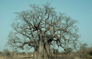 2. Baobab Tree (Adansonia digitata), Republique du Senegal - Republic of Senegal, West Africa. Photo Credit: USAID/Senegal West-Central Agricultural Domain (Adansonia digitata, http://edcintl.cr.usgs.gov/senegal2/sine.html), USGS EROS Data Center International Program (http://edcintl.cr.usgs.gov), United States Geological Survey (USGS, http://www.usgs.gov), United States Department of the Interior (http://www.doi.gov), Government of the United States of America; United States Agency for International Development (USAID, http://www.usaid.gov), Government of the United States of America.