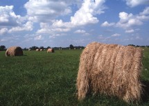 3. Large Hay Bales in a Field, Osage County, State of Missouri, USA. Photo Credit: Norm Klopfenstein (http://photogallery.nrcs.usda.gov, NRCSMO02033), USDA Natural Resources Conservation Service (NRCS, http://www.nrcs.usda.gov), United States Department of Agriculture (USDA, http://www.usda.gov), Government of the United States of America (USA).