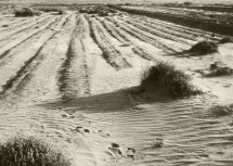 4. Wind-devestated Farmland During the Dust Bowl (1935), State of Kansas, USA. Photo Credit: Unknown Photographer (1935, http://photogallery.nrcs.usda.gov, NRCSKS01001), USDA Natural Resources Conservation Service (NRCS, http://www.nrcs.usda.gov), United States Department of Agriculture (USDA, http://www.usda.gov), Government of the United States of America (USA).