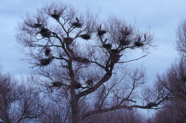 Great Blue Herons, Ardea herodias, and Their Tree Nests at Rookery Pond, Merced National Wildlife Refuge, State of California, USA. Photo Credit: Gary R. Zahm (WO-E 40), Washington DC Library, United States Fish and Wildlife Service Digital Library System (http://images.fws.gov), United States Fish and Wildlife Service (http://www.fws.gov), United States Department of the Interior (http://www.doi.gov), Government of the United States of America (USA).