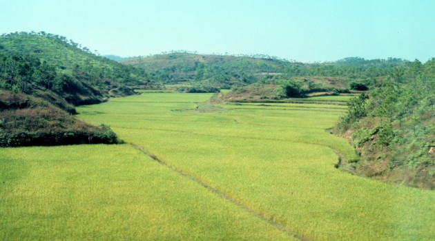 A Rice Field, Autumn of 1979, Zhonghua Renmin Gongheguo - People's Republic of China. Photo Credit: George Saxton, NESDIS, NOAA; National Oceanic and Atmospheric Administration Photo Library (http://www.photolib.noaa.gov), Small World Collection, National Oceanic and Atmospheric Administration (NOAA, http://www.noaa.gov), United States Department of Commerce (http://www.commerce.gov), Government of the United States of America.
