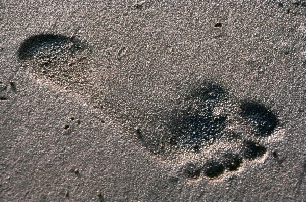 Oiled Footstep (Footprint) in the Sand. Photo Credit: Tom Maurer (WO-Habitat Problems-4756), Washington DC Library, United States Fish and Wildlife Service Digital Library System (http://images.fws.gov), United States Fish and Wildlife Service (FWS, http://www.fws.gov), United States Department of the Interior (http://www.doi.gov), Government of the United States of America (USA).