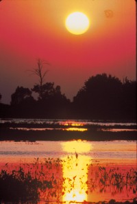 2. A Heron and the Setting Sun. Photo Credit: Art Weber (WO-3944-CD-43A), Washington DC Library, United States Fish and Wildlife Service Digital Library System (http://images.fws.gov), United States Fish and Wildlife Service (FWS, http://www.fws.gov), United States Department of the Interior (http://www.doi.gov), Government of the United States of America (USA).