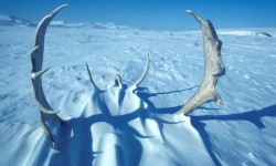 1. Caribou Antlers in the Snow, Noatak River Area, State of Alaska, USA. Photo Credit: Jo Goldmann (AK/RO/02850), Alaska Image Library, United States Fish and Wildlife Service Digital Library System (http://images.fws.gov), United States Fish and Wildlife Service (FWS, http://www.fws.gov), United States Department of the Interior (http://www.doi.gov), Government of the United States of America (USA).