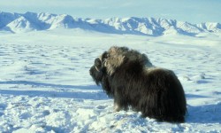 2. Musk Ox Bull, State of Alaska, USA. Photo Credit: AK/RO/03179, Alaska Image Library, United States Fish and Wildlife Service Digital Library System (http://images.fws.gov), United States Fish and Wildlife Service (FWS, http://www.fws.gov), United States Department of the Interior (http://www.doi.gov), Government of the United States of America (USA).