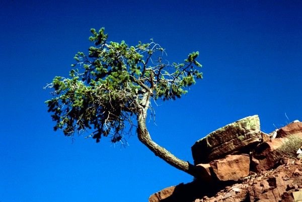 A Tree Growing From and Held by the Rock, Grand Canyon National Park, State of Arizona, USA. Photo Credit: Gary M. Stolz (WO8076-010), Washington DC Library, United States Fish and Wildlife Service Digital Library System (http://images.fws.gov), United States Fish and Wildlife Service (FWS, http://www.fws.gov), United States Department of the Interior (http://www.doi.gov), Government of the United States of America (USA).