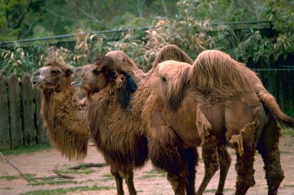 Two Bactrain Camels. Photo Credit: Gary M. Stolz (WO8447-002), Washington DC Library, United States Fish and Wildlife Service Digital Library System (http://images.fws.gov), United States Fish and Wildlife Service (FWS, http://www.fws.gov), United States Department of the Interior (http://www.doi.gov), Government of the United States of America (USA).