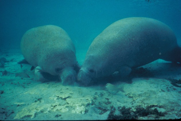 Two Manatees Rooting in the Sand. Photo Credit: Jim P. Reid (WO0389-14), Washington DC Library, United States Fish and Wildlife Service Digital Library System (http://images.fws.gov), United States Fish and Wildlife Service (FWS, http://www.fws.gov), United States Department of the Interior (http://www.doi.gov), Government of the United States of America (USA).