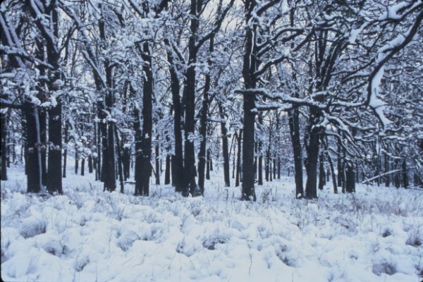 A Beautiful Winter Scene: White Snow on Leafless Trees and the Ground. Photo Credit: Robert A. Karges (WO-3998-CD-43A), Washington DC Library, United States Fish and Wildlife Service Digital Library System (http://images.fws.gov), United States Fish and Wildlife Service (FWS, http://www.fws.gov), United States Department of the Interior (http://www.doi.gov), Government of the United States of America (USA).