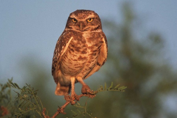 The Burrowing Owl, State of New Mexico, USA. Photo Credit: Gary Kramer (2001, http://photogallery.nrcs.usda.gov, NRCSNM01024 ), USDA Natural Resources Conservation Service (NRCS, http://www.nrcs.usda.gov), United States Department of Agriculture (USDA, http://www.usda.gov), Government of the United States of America (USA).