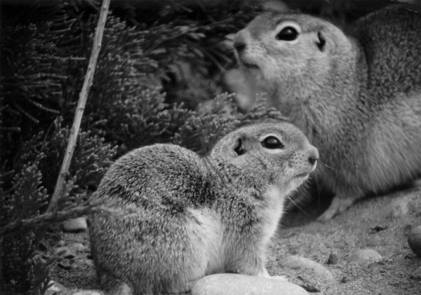 Two Ground Squirrels. State of Washington, USA. Photo Credit: PNNL Photo Library (http://PictureThis.pnl.gov, SMAA-3YMQRY, June 1977), Wildlife and Environmental Studies Category, Pacific Northwest National Laboratory (PNNL, http://www.pnl.gov), United States Department of Energy (http://www.doe.gov), Government of the United States of America.