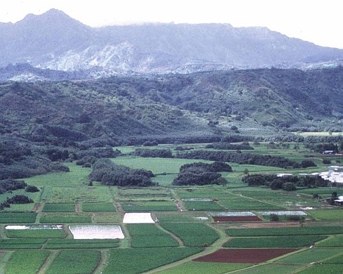 A Beautiful View of Taro Fields in the Valley with Hills and a Mountain Range in the Background. State of Hawaii, USA. Photo Credit: NRCSHI97033, http://photogallery.nrcs.usda.gov, USDA Natural Resources Conservation Service (NRCS, http://www.nrcs.usda.gov), United States Department of Agriculture (USDA, http://www.usda.gov), Government of the United States of America (USA).