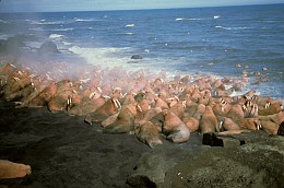 1. Walrus, Odobenus rosmarus, Herd at Haulout. Photo Credit: AK/RO/00264, Alaska Image Library, United States Fish and Wildlife Service Digital Library System (http://images.fws.gov), United States Fish and Wildlife Service (FWS, http://www.fws.gov), United States Department of the Interior (http://www.doi.gov), Government of the United States of America (USA).
