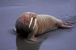 3. Odobenus rosmarus (Walrus) Relaxing on the Beach. Photo Credit: Bill Hickey (WO0008-18A), Washington DC Library, United States Fish and Wildlife Service Digital Library System (http://images.fws.gov), United States Fish and Wildlife Service (FWS, http://www.fws.gov), United States Department of the Interior (http://www.doi.gov), Government of the United States of America (USA).