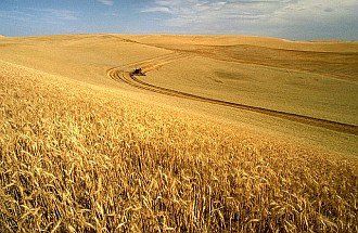 4. Wheat Field on the Palouse Ready for Harvesting. Photo Credit: K1441-5, (http://www.ars.usda.gov/is/graphics/photos, Agricultural Research Service (ARS, http://www.ars.usda.gov), United States Department of Agriculture (USDA, http://www.usda.gov), Government of the United States of America (USA).