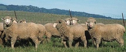 2. Sheep in Yolo County, State of California, USA. Photo Credit: Gary Kramer (2001, http://photogallery.nrcs.usda.gov, NRCSCA01047), USDA Natural Resources Conservation Service (NRCS, http://www.nrcs.usda.gov), United States Department of Agriculture (USDA, http://www.usda.gov), Government of the United States of America (USA).