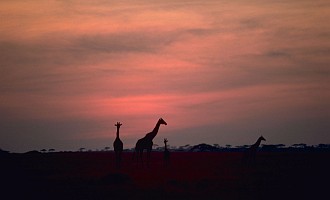 2. Giraffes in Sunset, Republic of Kenya, Africa. Photo Credit: Gary M. Stolz (WO5662-007), Washington DC Library, United States Fish and Wildlife Service Digital Library System (http://images.fws.gov), United States Fish and Wildlife Service (FWS, http://www.fws.gov), United States Department of the Interior (http://www.doi.gov), Government of the United States of America (USA).