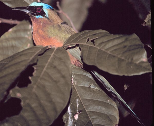 A Motmot Bird Trying to Roost for the Night, September 1980. Charlotteville, Tobago, Republic of Trinidad and Tobago. Photo Credit: Mary Hollinger, NOAA Biologist, NODC, National Oceanic and Atmospheric Administration Photo Library (http://www.photolib.noaa.gov), Small World Collection, National Oceanic and Atmospheric Administration (NOAA, http://www.noaa.gov), United States Department of Commerce (http://www.commerce.gov), Government of the United States of America (USA).