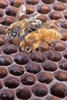 1. An Africanized honey bee (left) and a European honey bee (right) on honeycomb. Despite color differences between these two bees, normally they can't be identified by eye. Photo Credit: Scott Bauer (http://www.ars.usda.gov/is/graphics/photos, K11071-1), Agricultural Research Service (ARS, http://www.ars.usda.gov), United States Department of Agriculture (USDA, http://www.usda.gov), Government of the United States of America (USA).