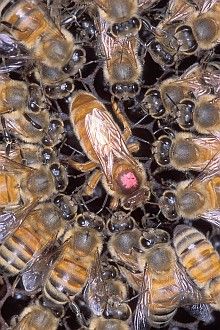 3. Closeup of Africanized honey bees surrounding a European queen honey bee, marked with a pink dot for identification. Photo Credit: Scott Bauer (http://www.ars.usda.gov/is/graphics/photos, K11072-1), Agricultural Research Service (ARS, http://www.ars.usda.gov), United States Department of Agriculture (USDA, http://www.usda.gov), Government of the United States of America (USA).