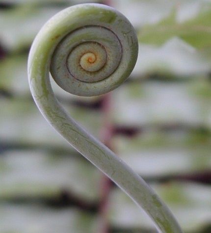 A Fern Fiddlehead at Isla Cocos. Isla Gorgona, Republica de Colombia - Republic of Colombia. Photo Credit: Shannon Rankin, NMFS, SWFSC, NOAA Central Library, National Oceanic and Atmospheric Administration Photo Library (http://www.photolib.noaa.gov, mvey0766, Early November 2000), Small World Collection, National Oceanic and Atmospheric Administration (NOAA, http://www.noaa.gov), United States Department of Commerce (http://www.commerce.gov), Government of the United States of America (USA).