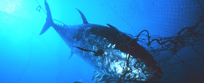 A Tuna Weighing 270 Kilograms (about 600 pounds) Ensnared Near the Mouth of the Fish Trap, May 1999. Favignana, Sicily, Repubblica Italiana - Italian Republic (Italy). Photo Credit: Danilo Cedrone, Photographer. Courtesy of United Nations Food and Agriculture Organization. This photograph is included in the National Oceanic and Atmospheric Administration Photo Library (http://www.photolib.noaa.gov, fish2003), Fisheries Collection, National Oceanic and Atmospheric Administration (NOAA, http://www.noaa.gov), United States Department of Commerce (http://www.commerce.gov), Government of the United States of America.