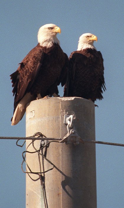 A Pair of Alert Nesting Southern Bald Eagles Share a Utility Pole on Kennedy Parkway North. NASA John F. Kennedy Space Center, State of Florida, USA. Photo Credit: NASA Kennedy Space Center Photo Archives (http://images.ksc.nasa.gov/photos/browse_archive.html, KSC-00PP-0041, January 12, 2000), John F. Kennedy Space Center (http://www.ksc.nasa.gov), National Aeronautics and Space Administration (NASA, http://www.nasa.gov), Government of the United States of America (USA).