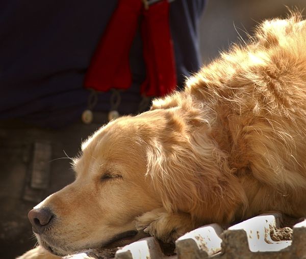 A Tired Search Dog Takes a Nap, September 15, 2001. New York, State of New York, USA. Photo Credit: Journalist 1st Class Preston Keres, Navy NewsStand - Eye on the Fleet Photo Gallery (http://www.news.navy.mil/view_photos.asp, 010915-N-3995K-014), United States Navy (USN, http://www.navy.mil), United States Department of Defense (DoD, http://www.DefenseLink.mil or http://www.dod.gov), Government of the United States of America (USA).