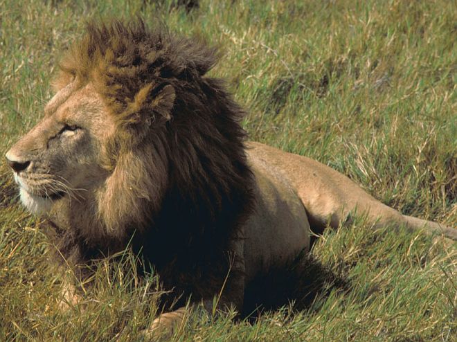 An African Lion (male) in the United Republic of Tanzania (Tanzania). Photo Credit: Gary M. Stolz, Washington DC Library, United States Fish and Wildlife Service Digital Library System (http://images.fws.gov, WO5639-007), United States Fish and Wildlife Service (FWS, http://www.fws.gov), United States Department of the Interior (http://www.doi.gov), Government of the United States of America (USA).
