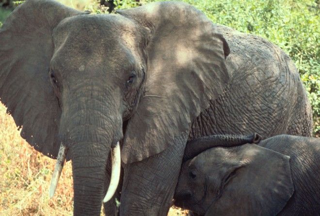 An Adult Elephant and a Baby Elephant (Calf) in the United Republic of Tanzania (Tanzania). Photo Credit: Gary M. Stolz, Washington DC Library, United States Fish and Wildlife Service Digital Library System (http://images.fws.gov, WO5680-007), United States Fish and Wildlife Service (FWS, http://www.fws.gov), United States Department of the Interior (http://www.doi.gov), Government of the United States of America (USA).