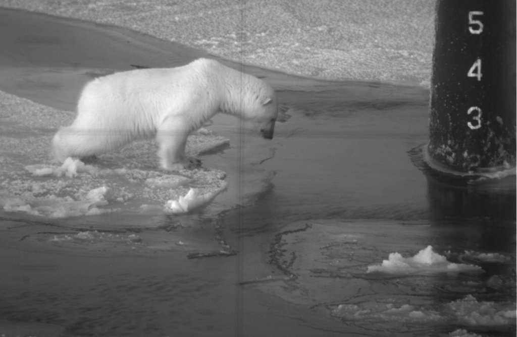 While Silently Watched Through the Periscope of the Submarine USS Honolulu (SSN 718, United States Navy), a Young Polar Bear, Ursus maritimus, Conducts an Investigation. October 2003, Arctic Circle. Photo Credit: Chief Yeoman Alphonso Braggs, Navy NewsStand - Eye on the Fleet Photo Gallery (http://www.news.navy.mil/view_photos.asp, 031000-N-XXXXB-002), United States Navy (USN, http://www.navy.mil), United States Department of Defense (DoD, http://www.DefenseLink.mil or http://www.dod.gov), Government of the United States of America (USA).