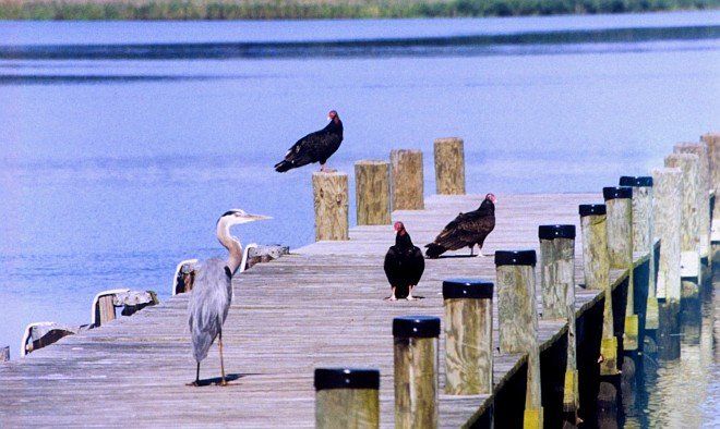 A Great Blue Heron and Turkey Vultures Peaceably Sharing the Pier, June 2001. Patuxent River, State of Maryland, USA. Photo Credit: Mary Hollinger, NODC biologist, NOAA, National Oceanic and Atmospheric Administration Photo Library (http://www.photolib.noaa.gov, line2252), Small World Collection, National Oceanic and Atmospheric Administration (NOAA, http://www.noaa.gov), United States Department of Commerce (http://www.commerce.gov), Government of the United States of America (USA).